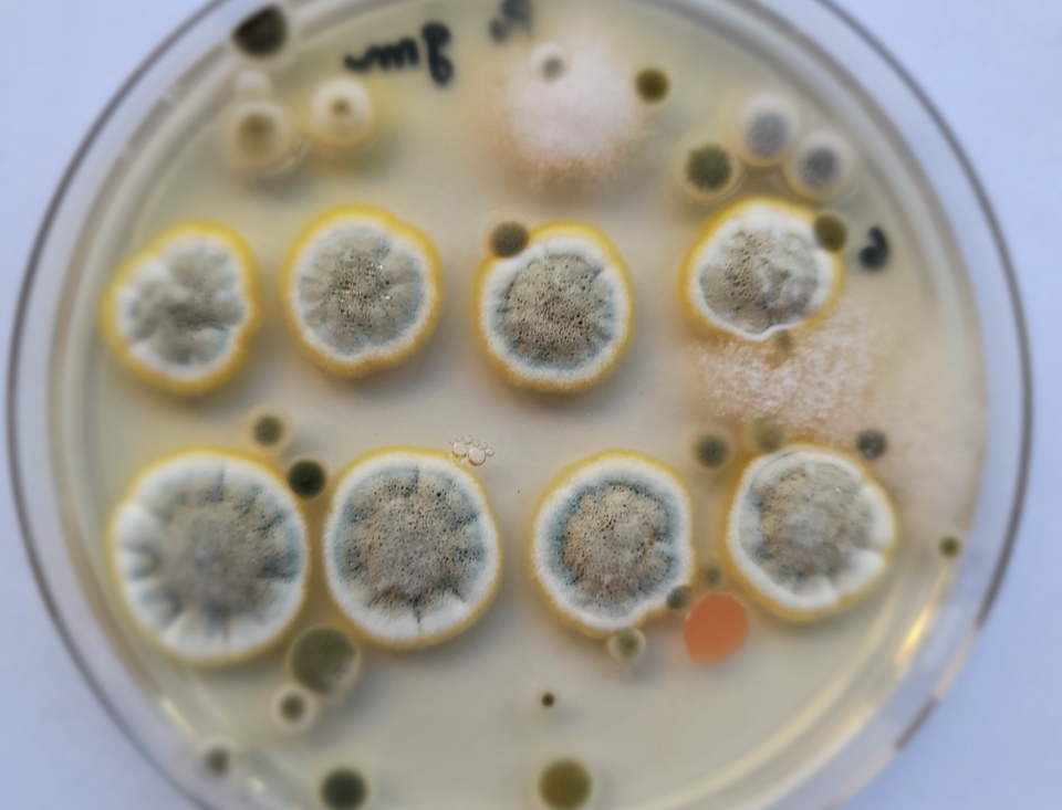 fungos eliana/jaque